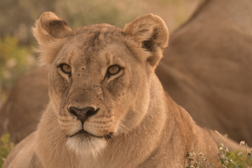 Two Lionesses wake uop from the daytime rest, Okaukeujo, Etosha National Park, Namibia