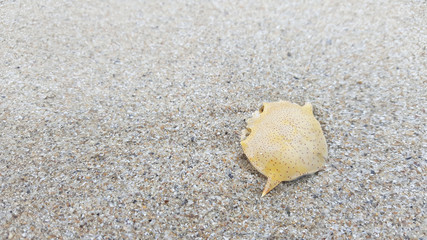 Crab shell lay on the beach