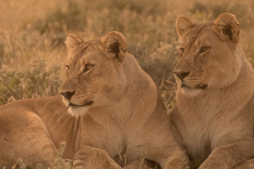 Fototapeta na wymiar Two Lionesses wake uop from the daytime rest, Okaukeujo, Etosha National Park, Namibia