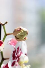 Closed buds of phalaenopsis orchid on bright background.