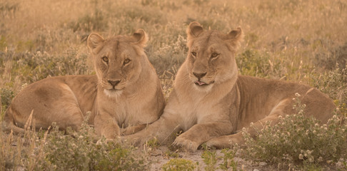 Two Lionesses wake uop from the daytime rest, Okaukeujo, Etosha National Park, Namibia