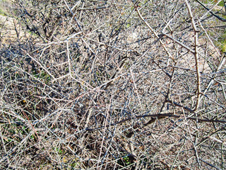 Branches of wild mountain Rose bush in the spring sun background