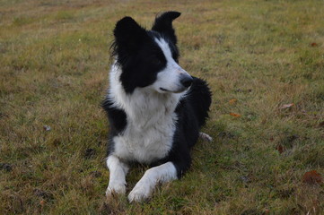 border collie06