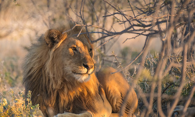 Two lions rest under the shade of an acacia tree, Okaukeujo, Etosha National Park, Namibia
