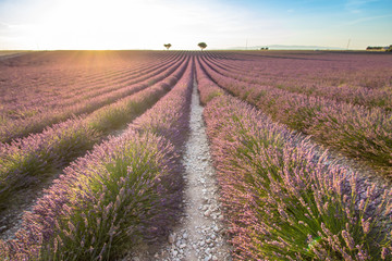 Fototapeta na wymiar Big lavender field on sunset