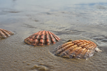 seashells sand beach shore Sea of Cortez, Baja, Mexico