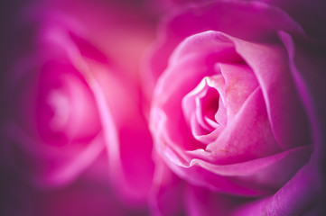 Close up centre d'une rose
