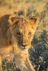 Lionesses and cubs gather and move early in the evening, Nebrownii waterhole, Okaukeujo, Etosha National Park, Namibia