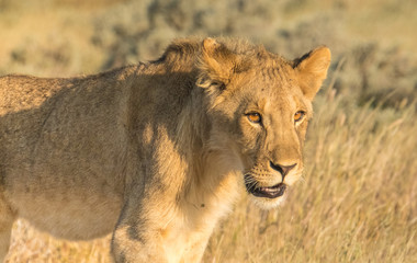 Lionesses and cubs gather and move early in the evening, Nebrownii waterhole, Okaukeujo, Etosha National Park, Namibia