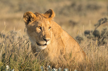 Lionesses and cubs gather and move early in the evening, Nebrownii waterhole, Okaukeujo, Etosha National Park, Namibia