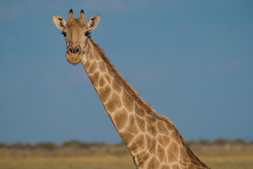Giraffes and zebras at the Nebrownii waterhole, Okaukeujo, Etosha National Park, Namibia