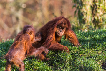 Sumatran Orangutan pair playing