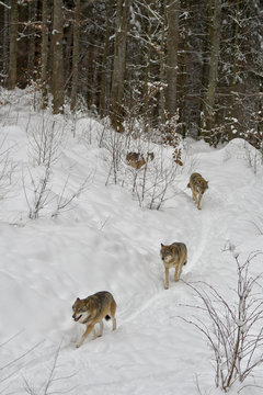 Wolfsrudel auf der Jagd