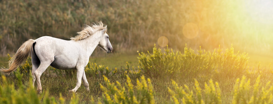 Beautiful white wild horse running in the field - web banner with copy space