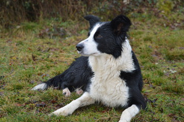 Border Collie010
