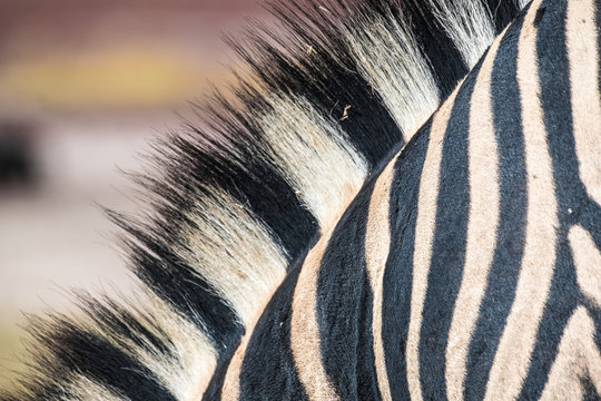 Huge herds of Buchell's zebras concentrated around the Nebrownii Waterhole, Okaukeujo, Etosha National Park, namibia
