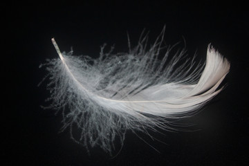 feather