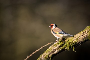 European Goldfinch