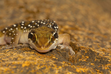 Termite hill geckos are fairly large geckos which bear distinct bands on their dorsum. Commonly found in and around termite mounds