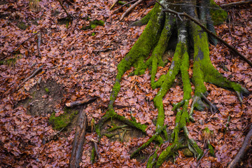 tree roots yellow leaves