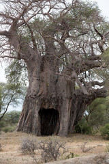 Baobabbaum (Adansonia digitata) - Afrikanischer Affenbrotbaum - Tansania 