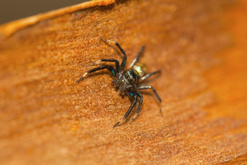 Jumping spider, Phintella vittata is a common colorful spider on low bushes.