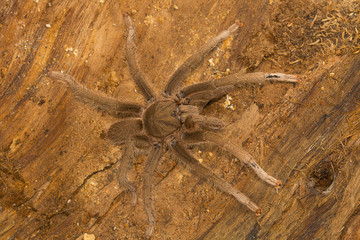 Male tarantula . Visakhapatnam, Andhra Pradesh, India