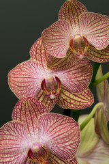 Fototapeta na wymiar Purple and white orchid on dark background