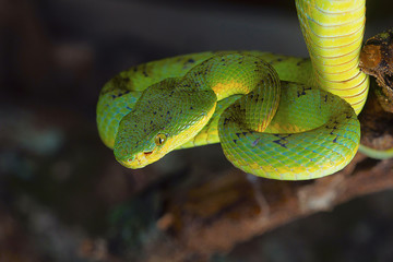 Bamboo pit viper, Trimeresurus gramineus from Kanger Ghati National Park, Bastar District, Chhattisgarh