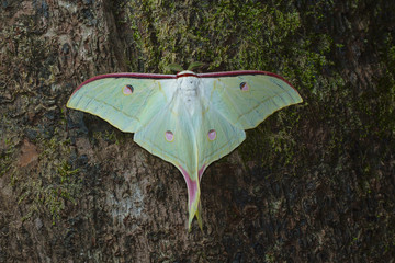 Lunar or Moon moth from Kanger Ghati National Park, Bastar District, Chhattisgarh