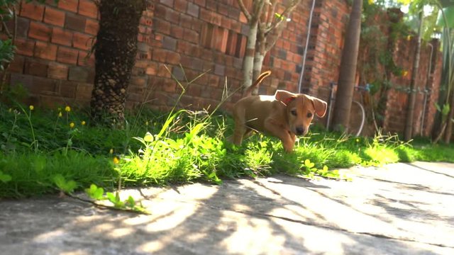 Slow-motion shot. Sunny day in Vietnam. The little lovely puppy walks on the street..