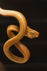 Beddome's cat snake, Boiga beddomei. Pune district, Maharashtra, India
