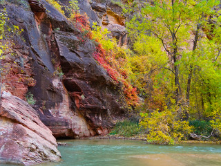 Fall along the river in Zion National Park
