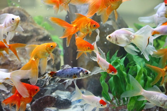 Goldfishes