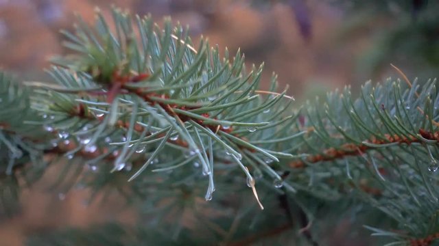 Dewdrops of morning dew on needles of coniferous tree. Dew on a branch of larch and spruce. 4k video.
