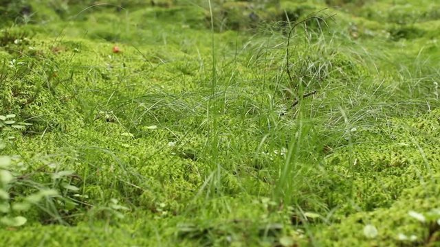 Green moss of sphagnum covers a marsh, Green carpet, dolly shot
