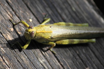 Cricket