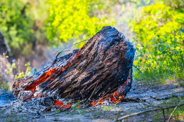 closeup tree trunk burning in a fire