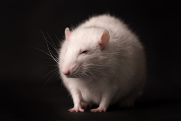 White rat isolated on dark background