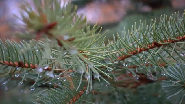 Dewdrops of morning dew on needles of coniferous tree. Dew on a branch of larch and spruce. 4k video.
