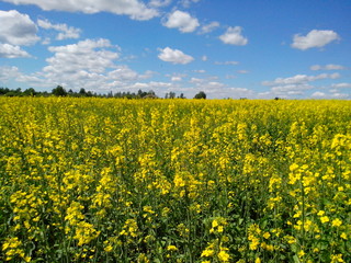 Obraz premium Beautiful natural landscape: field with yellow rape flowers against the blue sky, agriculture, nature, countryside