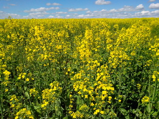 Beautiful natural landscape: field with yellow rape flowers against the blue sky, agriculture, nature, countryside