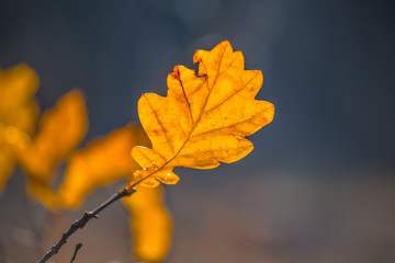closeup red dry autumn oak tree branch in a forest