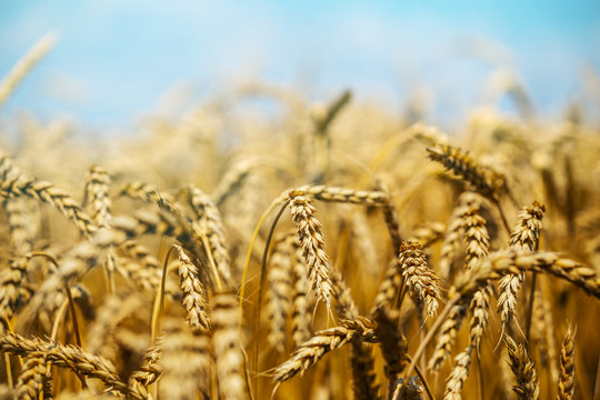 beautiful closeup summer wheat field