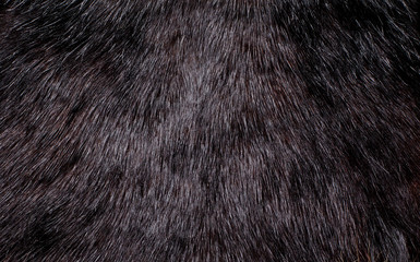 Close up shot of abstract fur background.