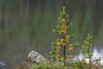 Small pine on the bank of the lake in the rain, northern Finland