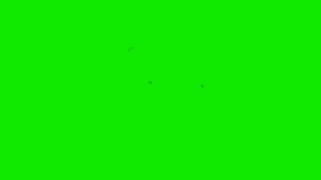 Annoying flies on a Green Screen Background