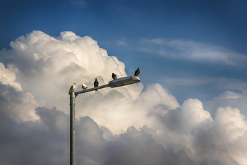 Pigeons, street lamp and beautiful sky with clouds