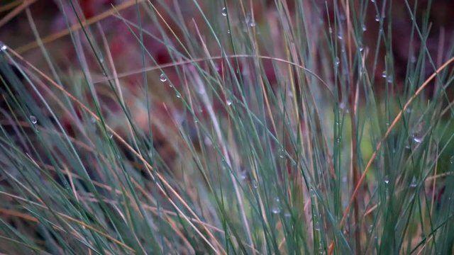 Dew drops in the morning on the stems of grass.  Morning condensation of water on leaves and stems. 
