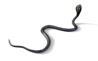 3d King Cobra The World's Longest Venomous Snake Isolated on White Background, King Cobra Snake, 3d Illustration, 3d Rendering